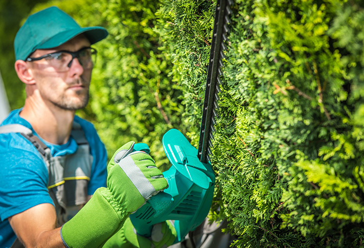 taille-de-haies-arbustes