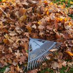 nettoyage-automne-mulhouse-vital-service